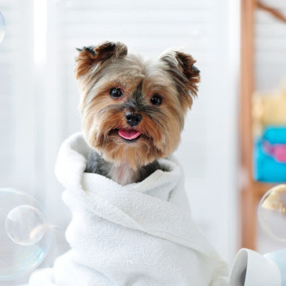 Animal Solución Guardería Canina-Residencias Caninas-Milla de Oro-Barrio Salamanca-imagen-1