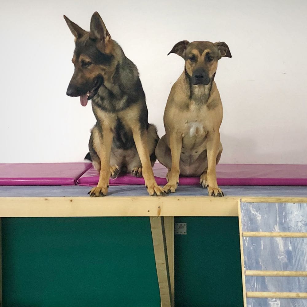 Animal Solución Guardería Canina-Residencias Caninas-Milla de Oro-Barrio Salamanca-imagen-2