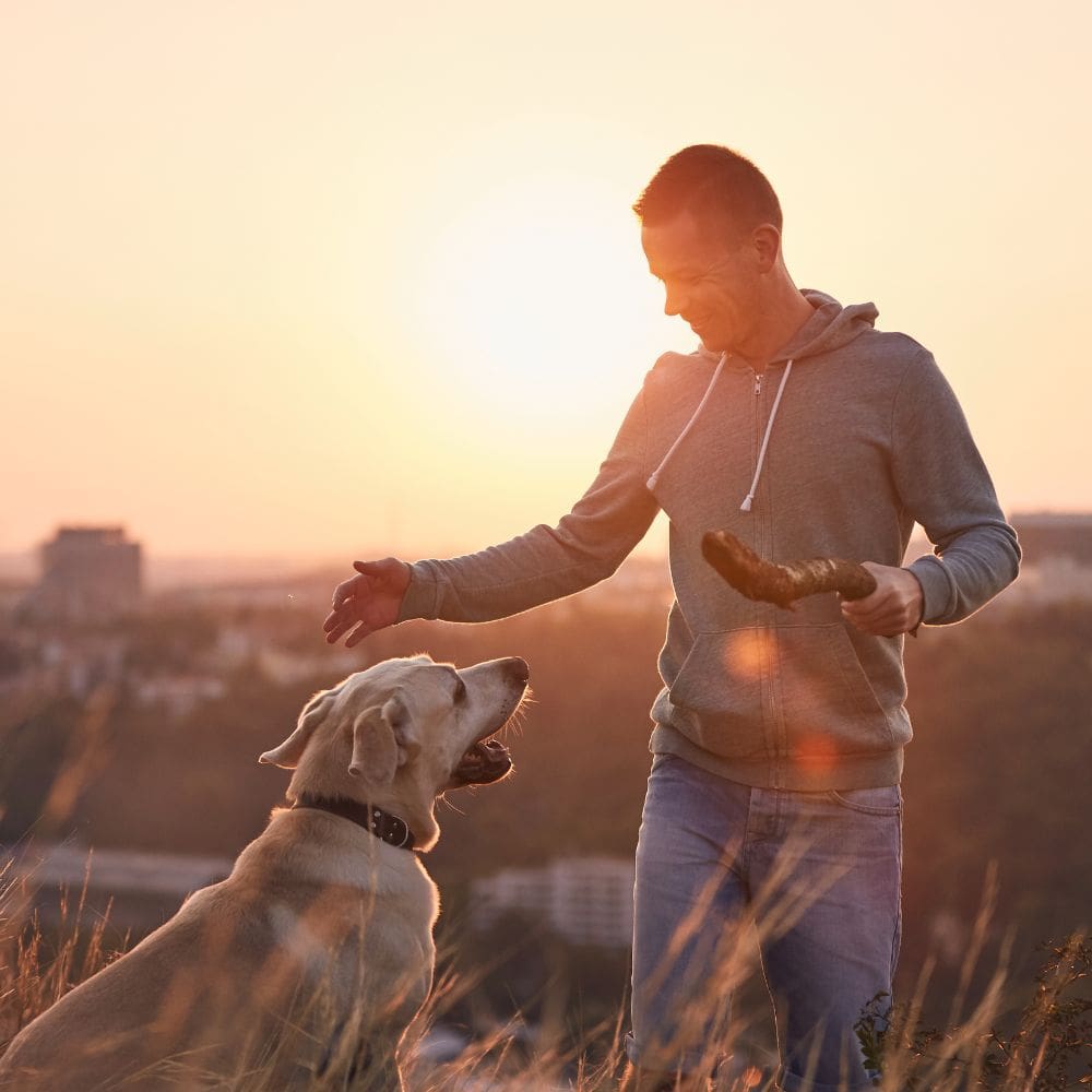 Animal Solución Guardería Canina-Residencias Caninas-Milla de Oro-Barrio Salamanca-imagen-3