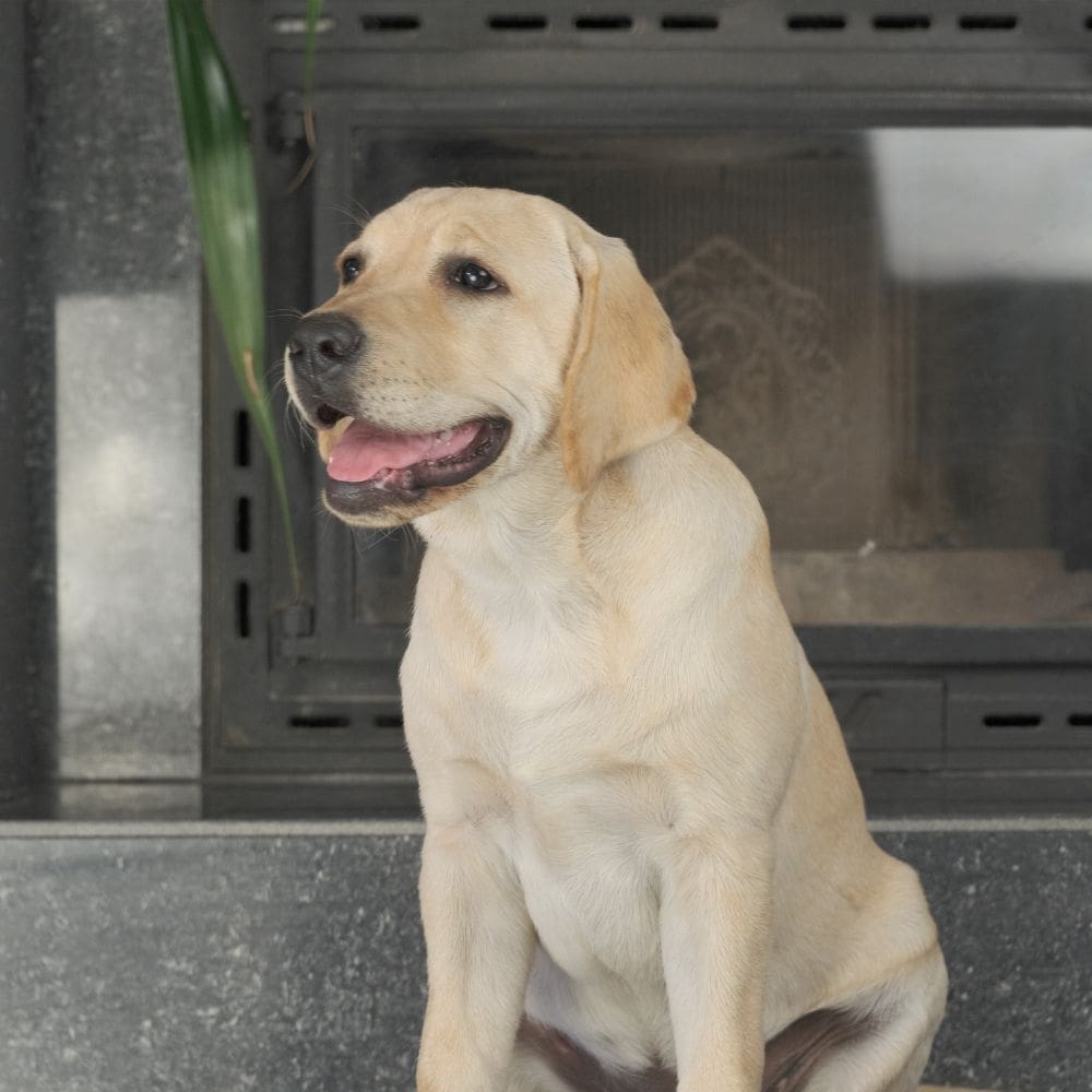 Animal Solución Guardería Canina-Residencias Caninas-Milla de Oro-Barrio Salamanca-imagen-4