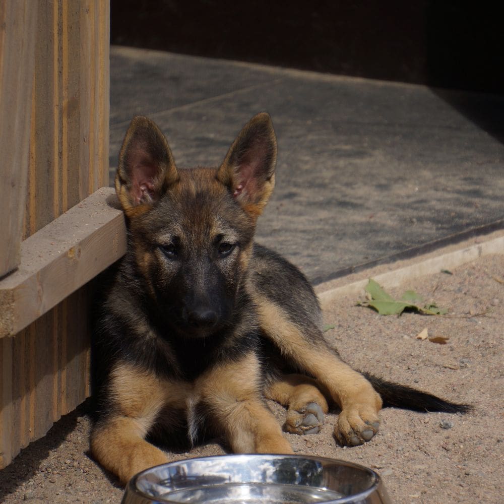 Animal Solución Guardería Canina-Residencias Caninas-Milla de Oro-Barrio Salamanca-imagen-5