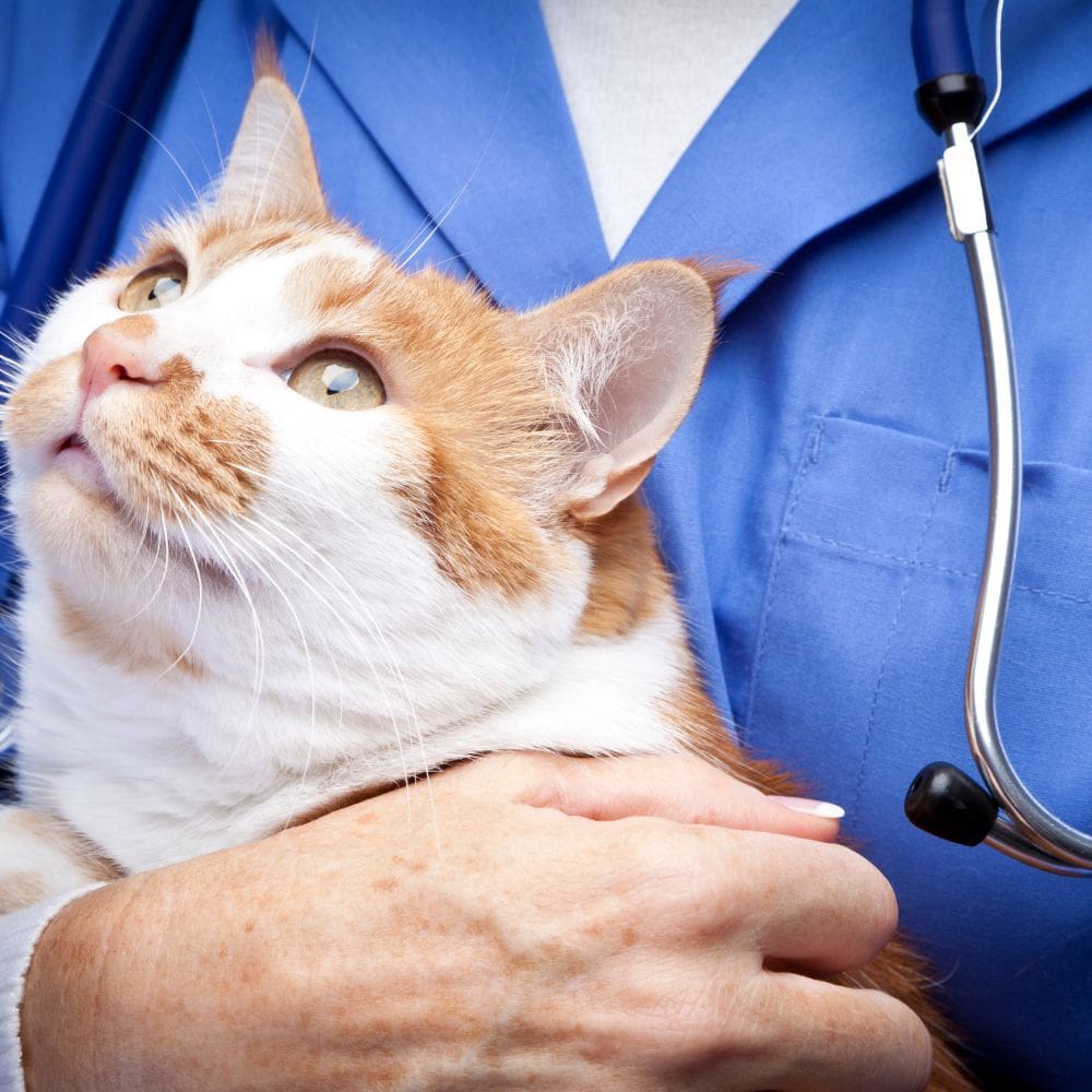 Animales Exóticos 24h-Centro Veterinarios-Milla de Oro-Barrio Salamanca-imagen-3