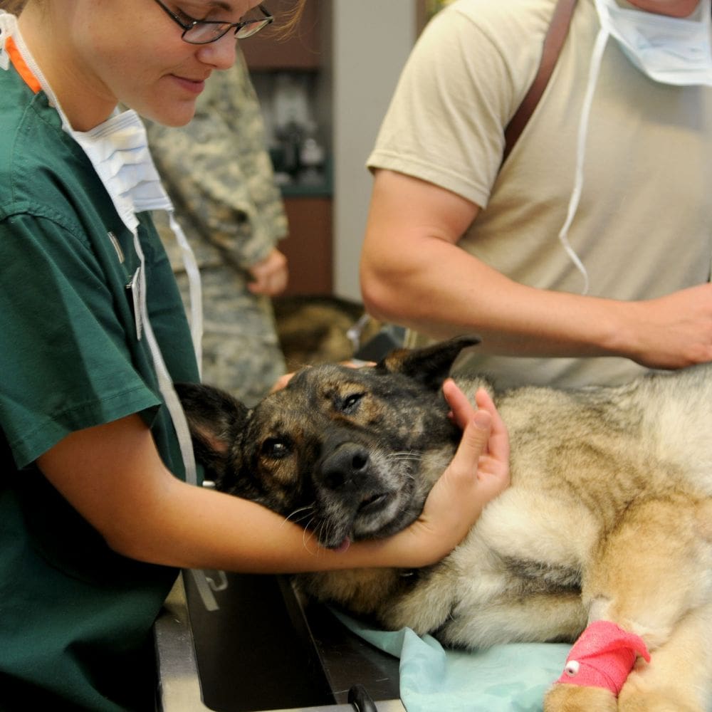 Animales Exóticos 24h-Centro Veterinarios-Milla de Oro-Barrio Salamanca-imagen-4