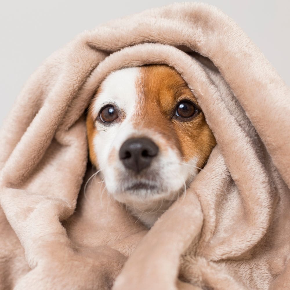 Casa Can Centro Canino-Residencias Caninas-Milla de Oro-Barrio Salamanca-imagen-2