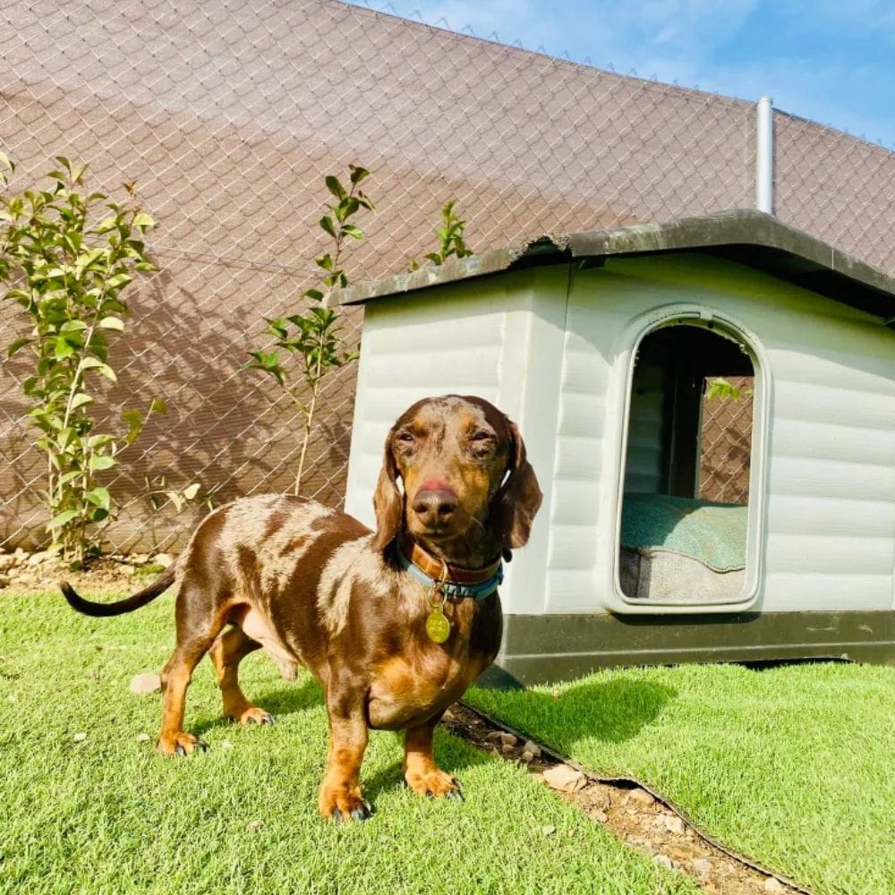 Casa Can Centro Canino-Residencias Caninas-Milla de Oro-Barrio Salamanca-imagen-4