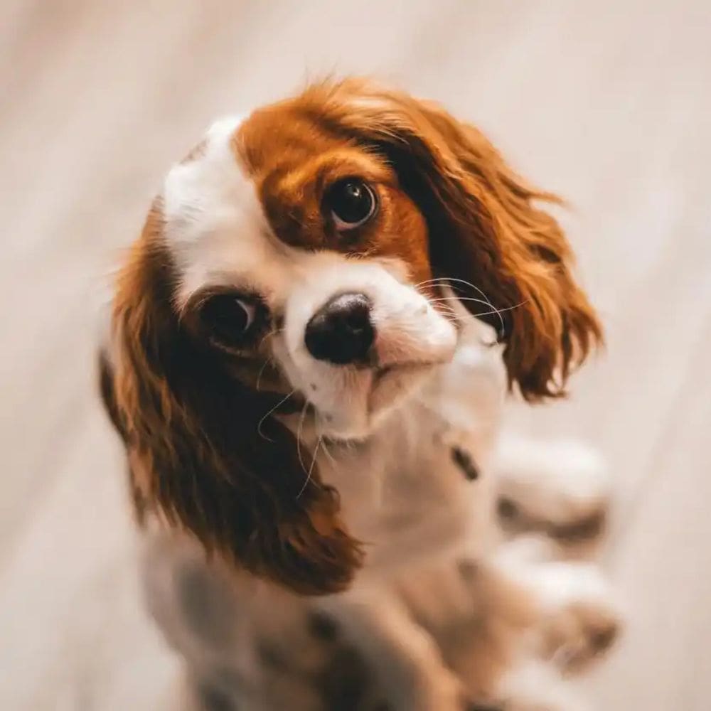 Casa Can Centro Canino-Residencias Caninas-Milla de Oro-Barrio Salamanca-imagen-5