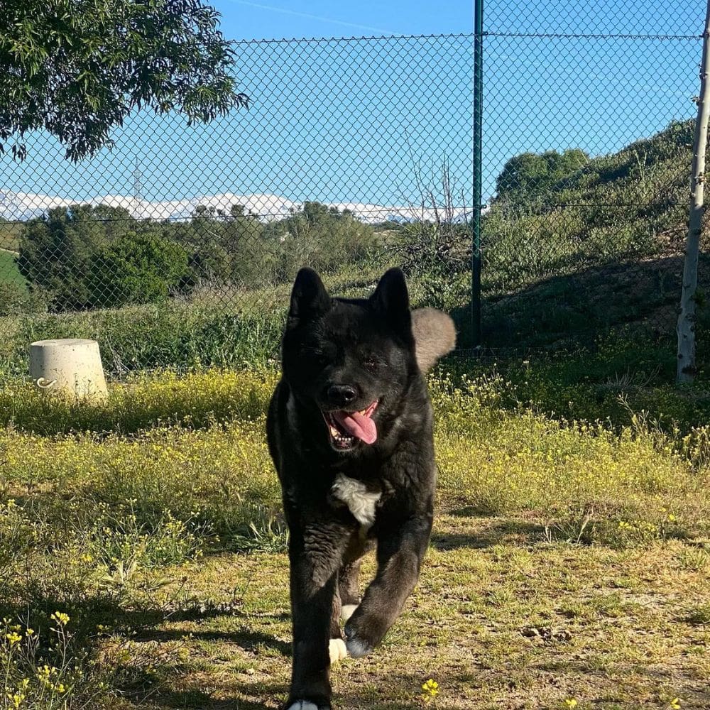 Centro Canino Vallecan-Residencias Caninas-Milla de Oro-Barrio Salamanca-imagen-2