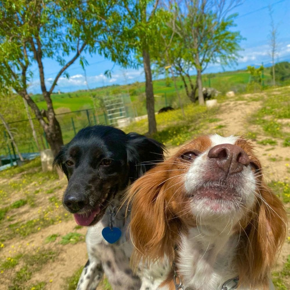Centro Canino Vallecan-Residencias Caninas-Milla de Oro-Barrio Salamanca-imagen-3