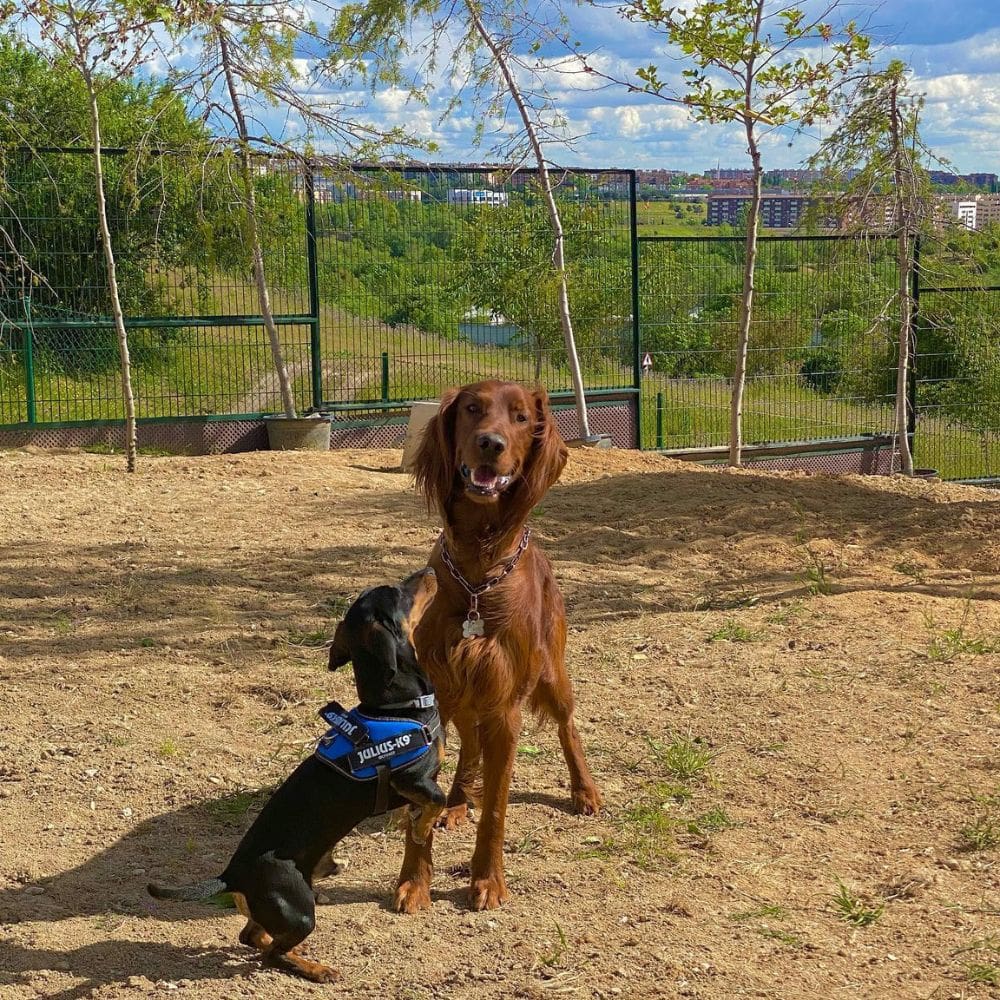 Centro Canino Vallecan-Residencias Caninas-Milla de Oro-Barrio Salamanca-imagen-4