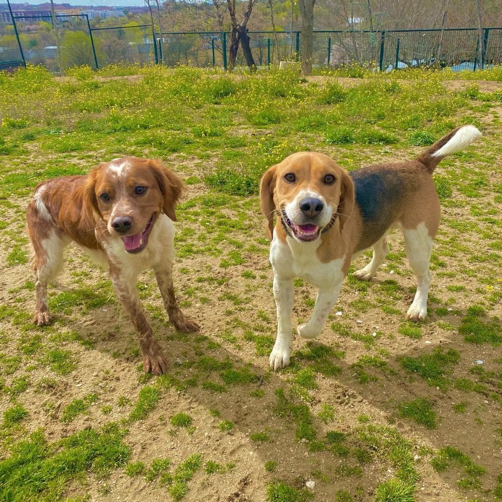 Centro Canino Vallecan-Residencias Caninas-Milla de Oro-Barrio Salamanca-imagen-5
