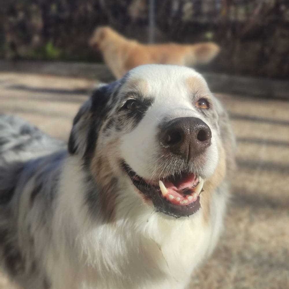 CityDog Chamberi-Residencias Caninas-Milla de Oro-Barrio Salamanca-imagen-1