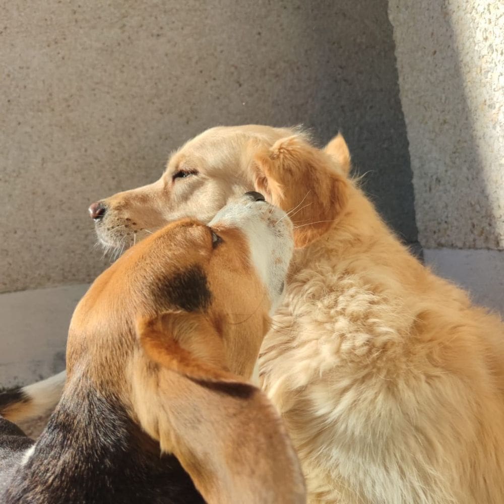 CityDog Chamberi-Residencias Caninas-Milla de Oro-Barrio Salamanca-imagen-2