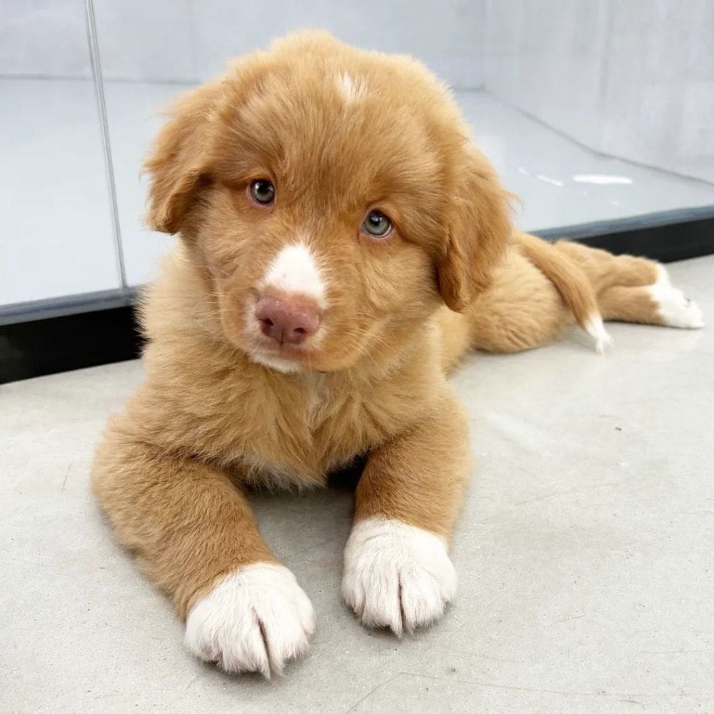 CityDog Chamberi-Residencias Caninas-Milla de Oro-Barrio Salamanca-imagen-3