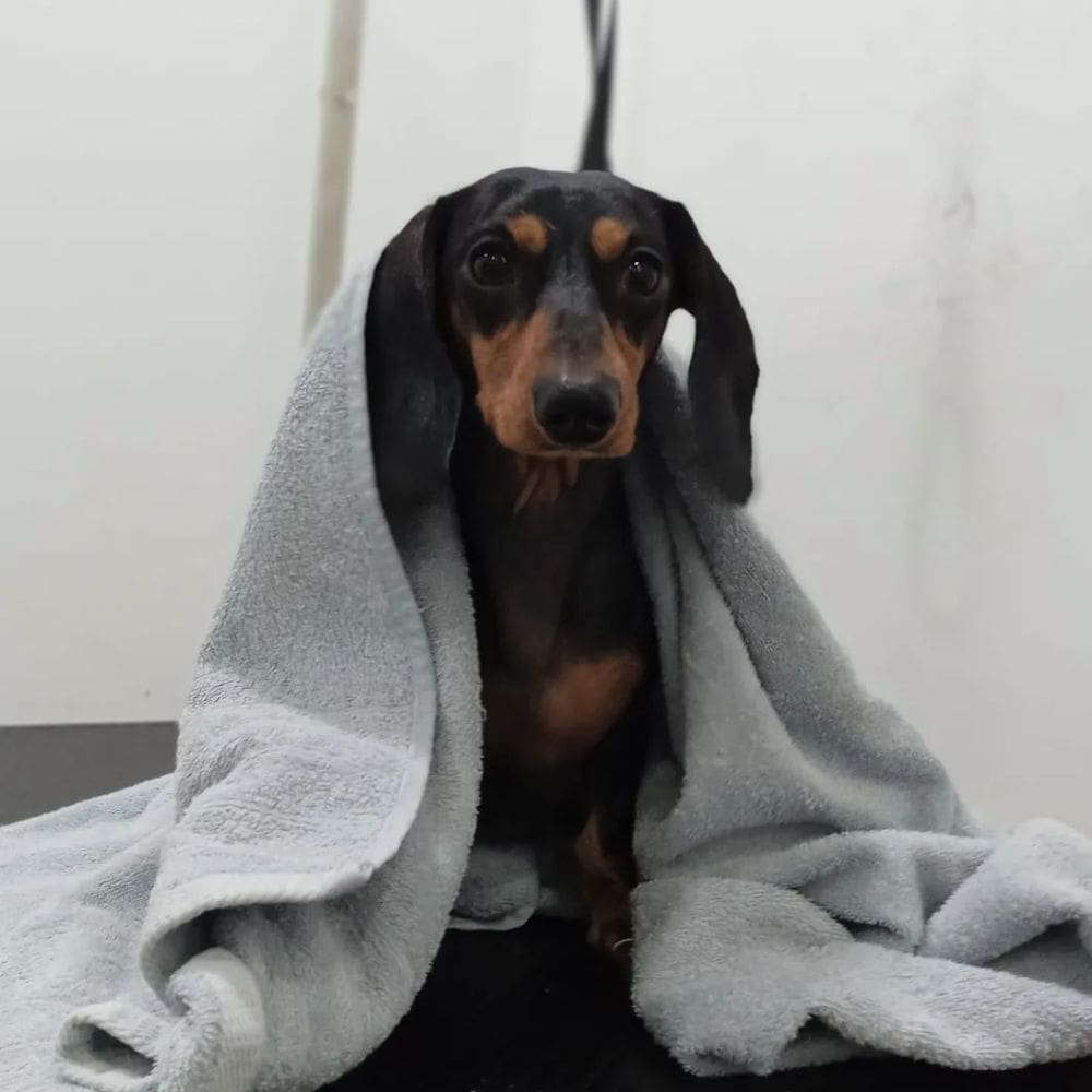 CityDog Chamberi-Residencias Caninas-Milla de Oro-Barrio Salamanca-imagen-4