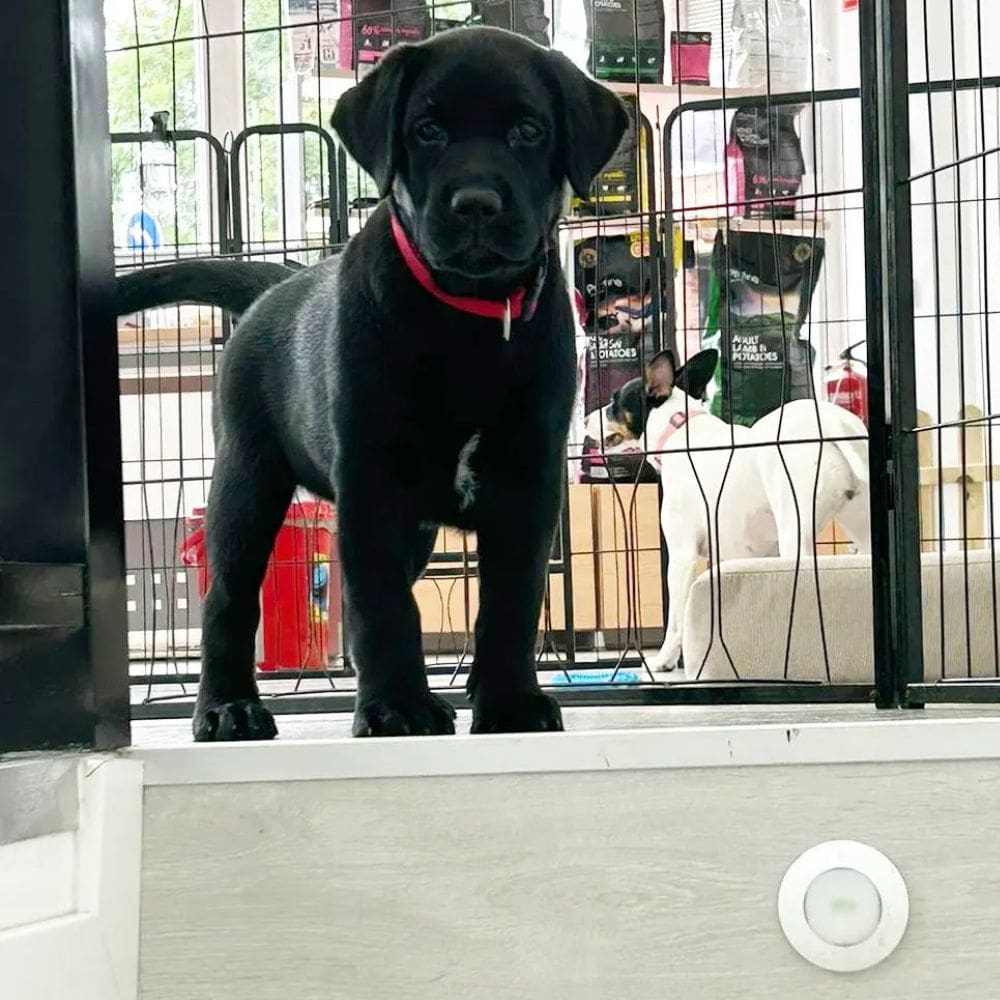 CityDog Chamberi-Residencias Caninas-Milla de Oro-Barrio Salamanca-imagen-5