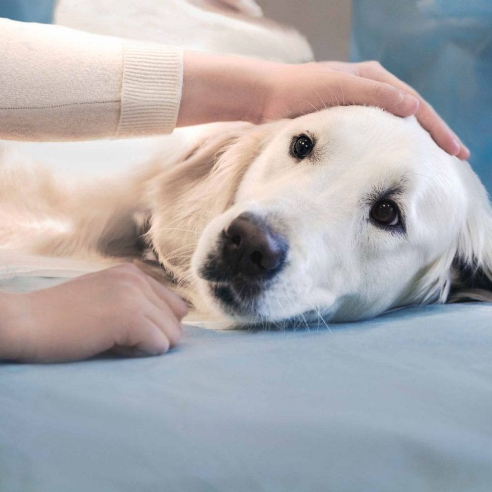 Clínica Veterinaria Reino Animal – madrid- milla de oro – Imagen 2