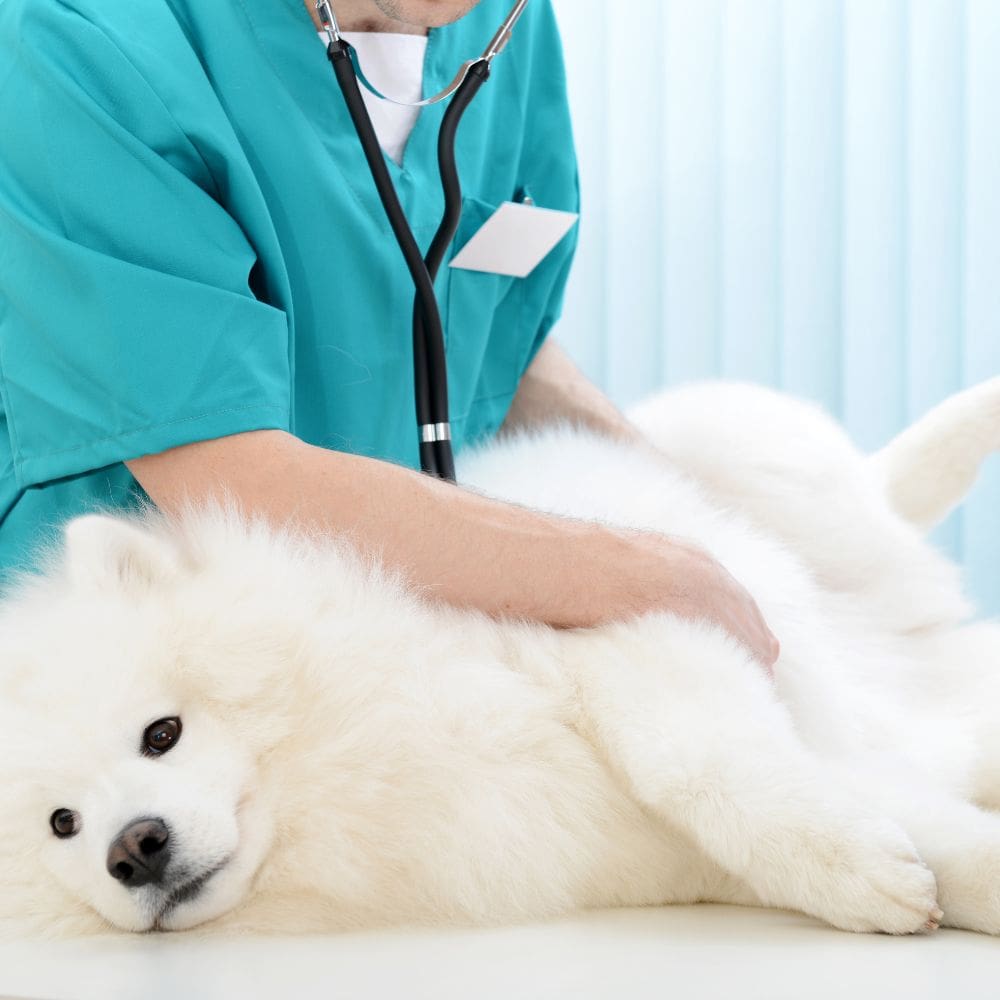 Clínica Veterinaria Reino Animal – madrid- milla de oro – Imagen 4