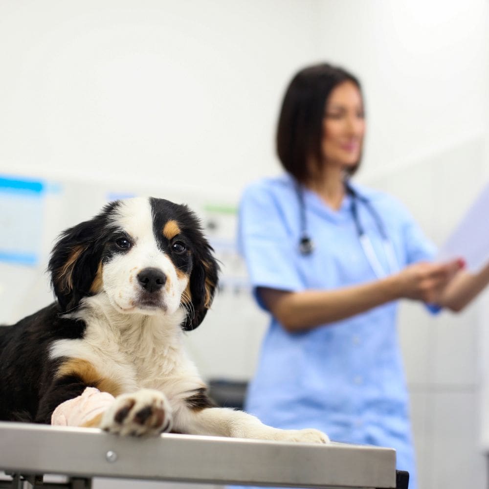 Clínica Veterinaria Reino Animal – madrid- milla de oro – Imagen 5