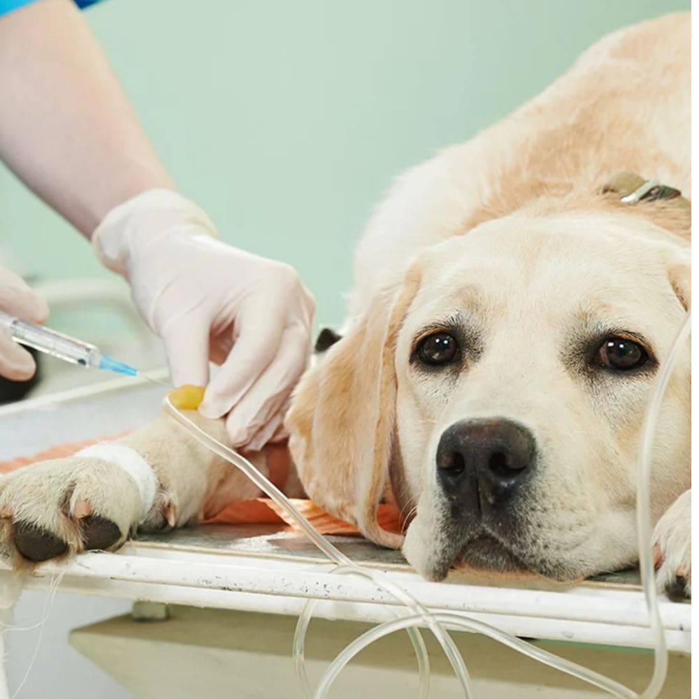 Clinica Veterinaria labrador-Centro Veterinarios-Milla de Oro-Barrio Salamanca-imagen-2