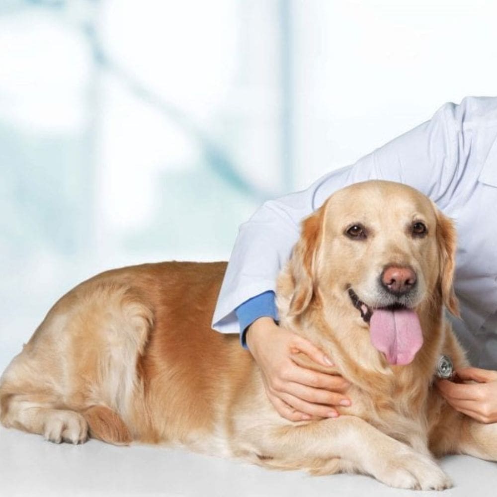 Clinica Veterinaria labrador-Centro Veterinarios-Milla de Oro-Barrio Salamanca-imagen-3