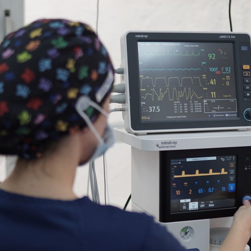 Clinicas Veterinarias – Barrio Salamanca – Imagen 3