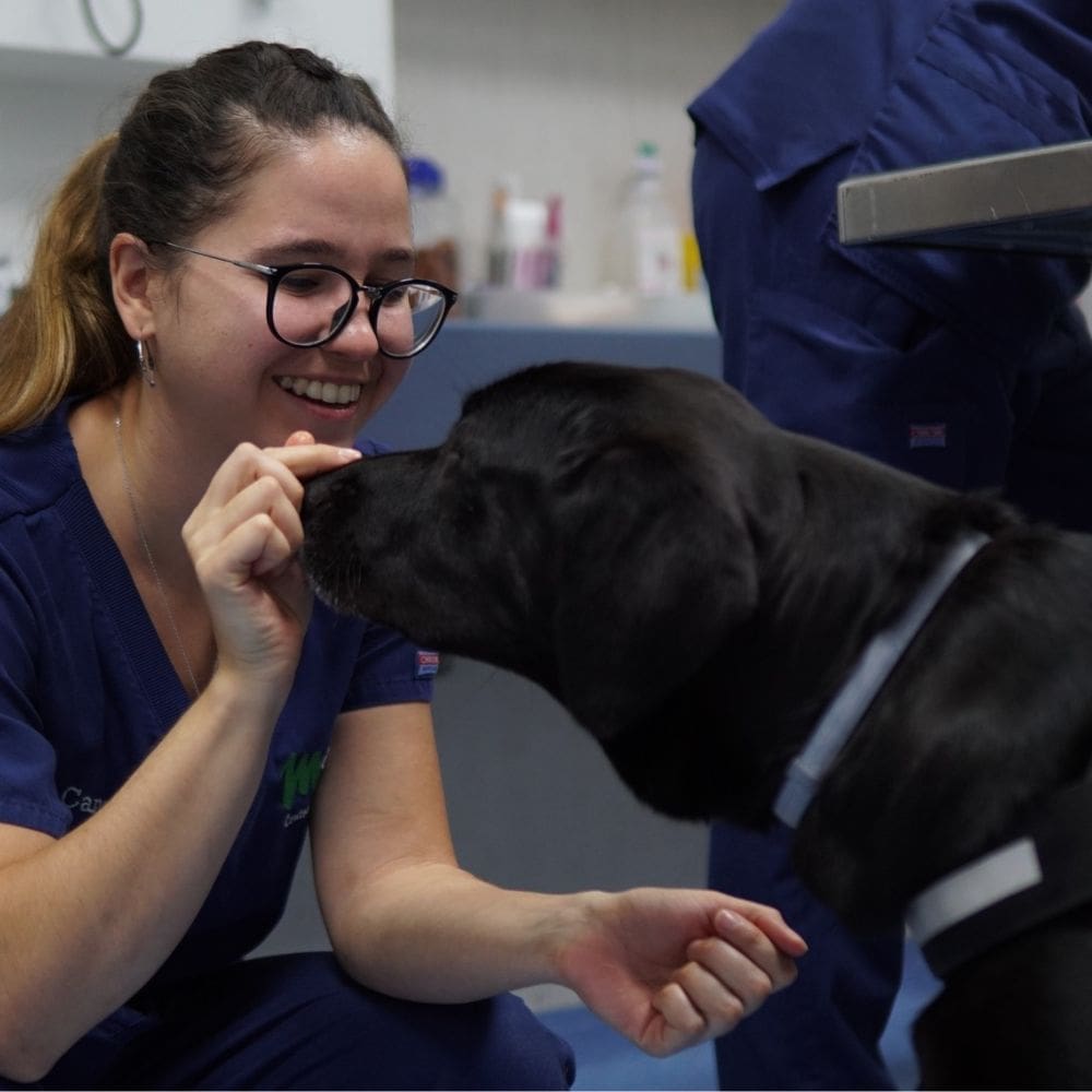 Clinicas Veterinarias – Barrio Salamanca – Milla de Oro – 1