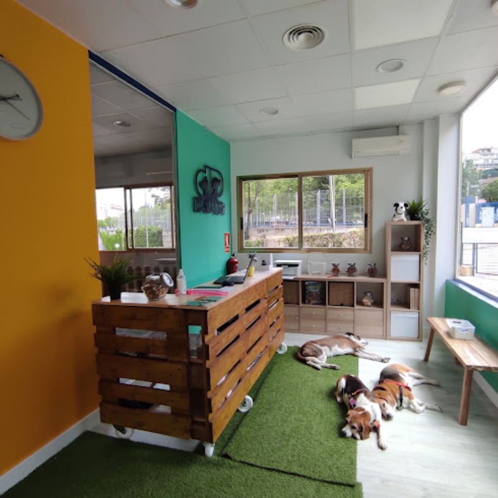 Dias Perros-Residencias Caninas-Milla de Oro-Barrio Salamanca-imagen-1