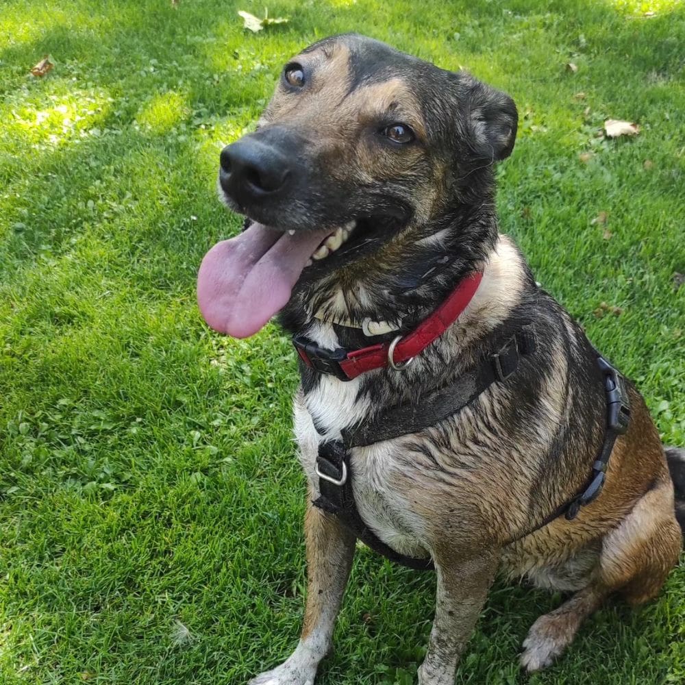 Dias Perros-Residencias Caninas-Milla de Oro-Barrio Salamanca-imagen-2