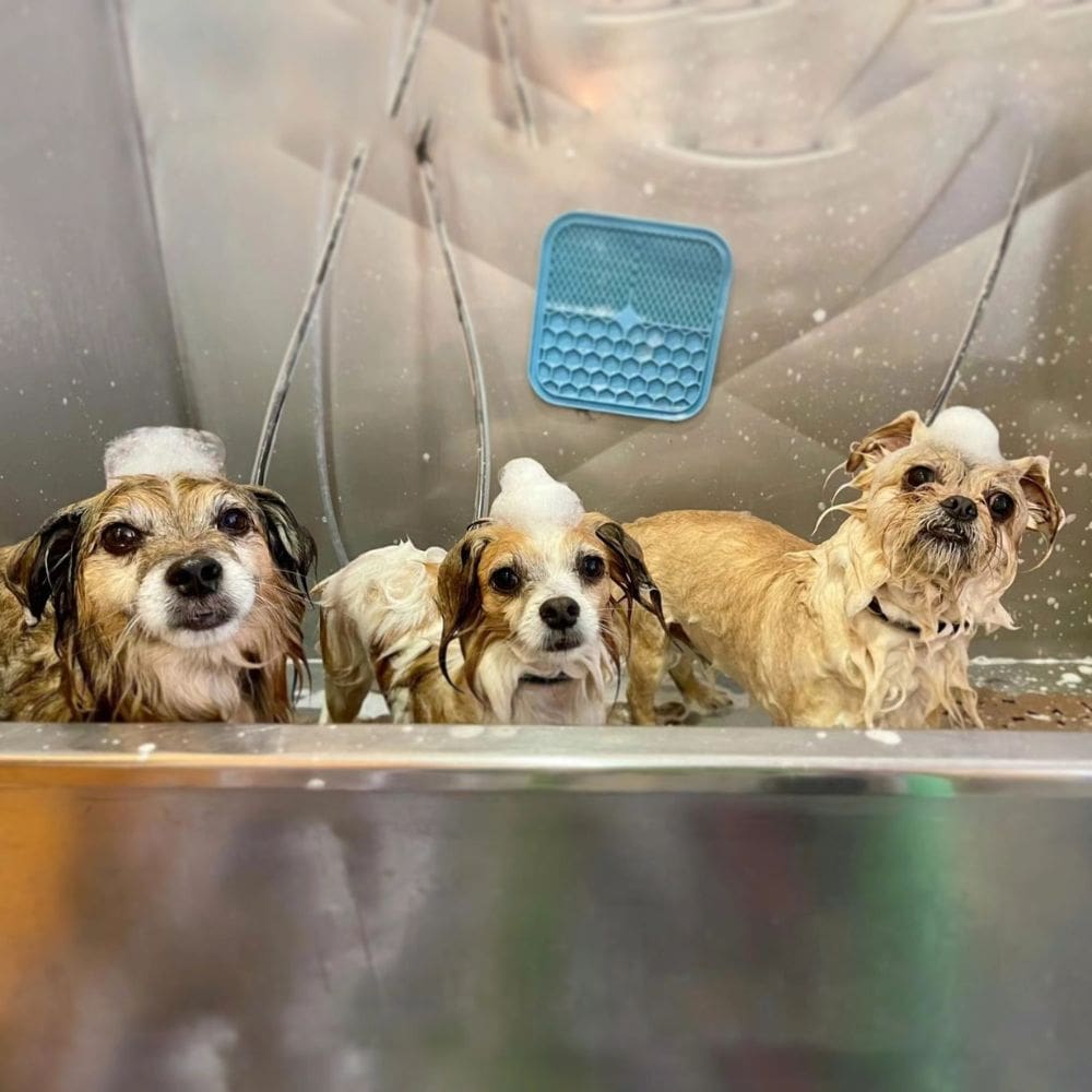 Dias Perros-Residencias Caninas-Milla de Oro-Barrio Salamanca-imagen-3