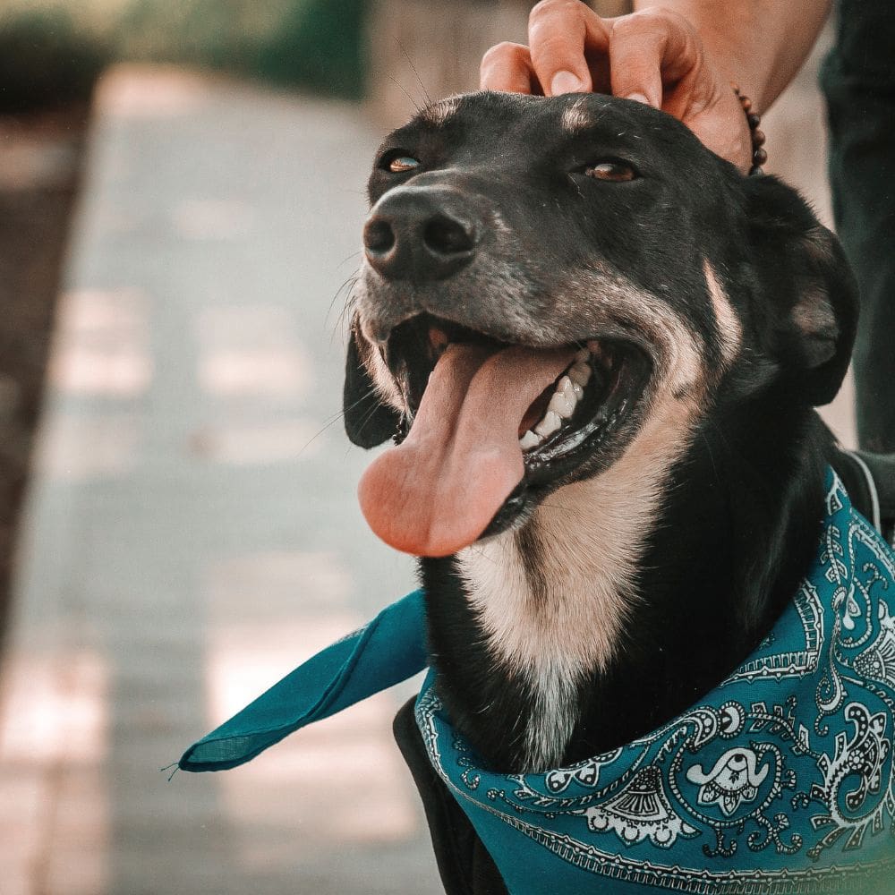 Dias Perros-Residencias Caninas-Milla de Oro-Barrio Salamanca-imagen-4