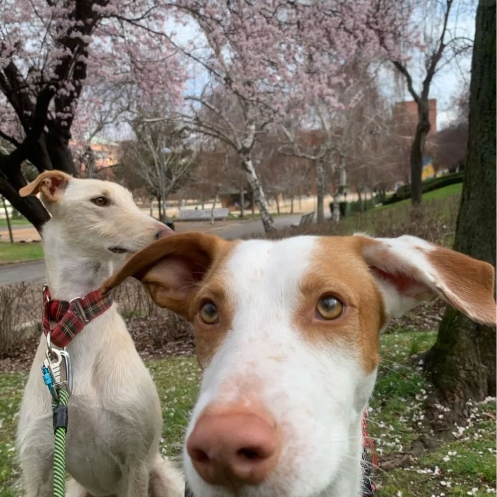 Guacanda -Residencias Caninas-Milla de Oro-Barrio Salamanca-imagen-1