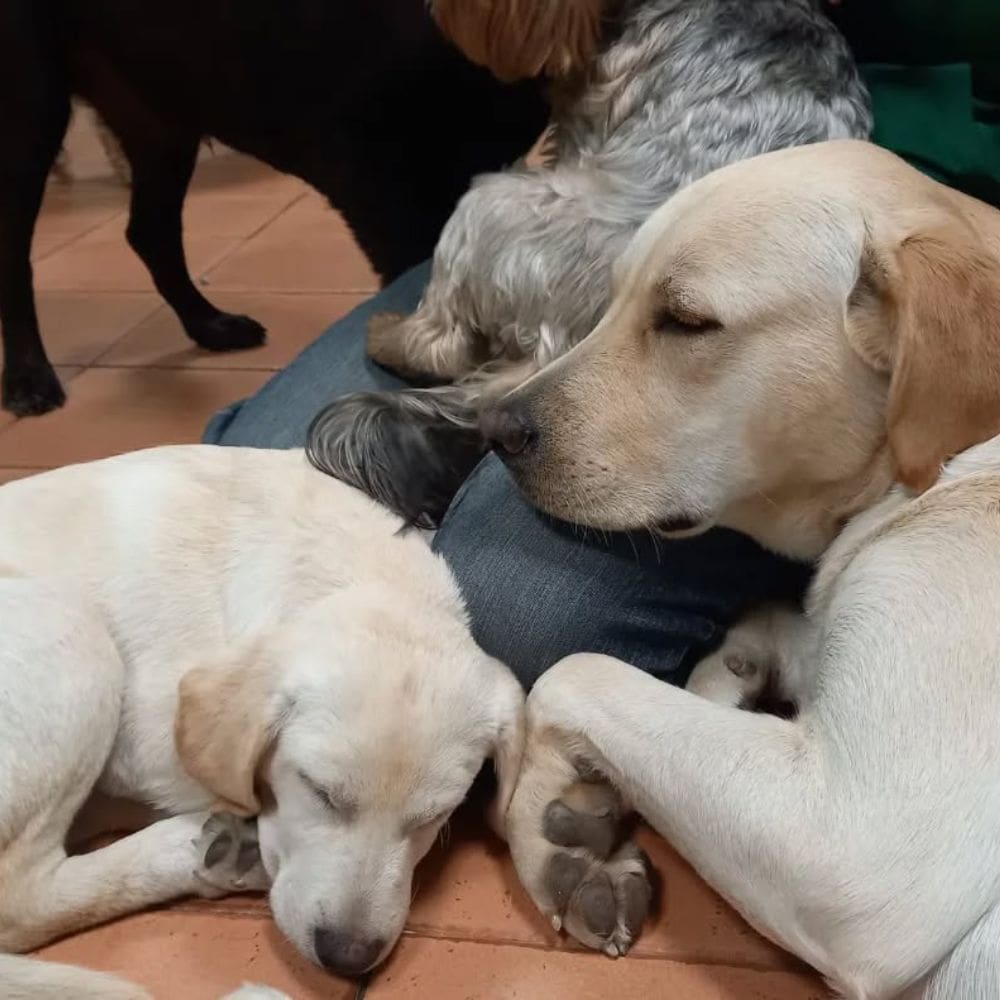 Guacanda -Residencias Caninas-Milla de Oro-Barrio Salamanca-imagen-2