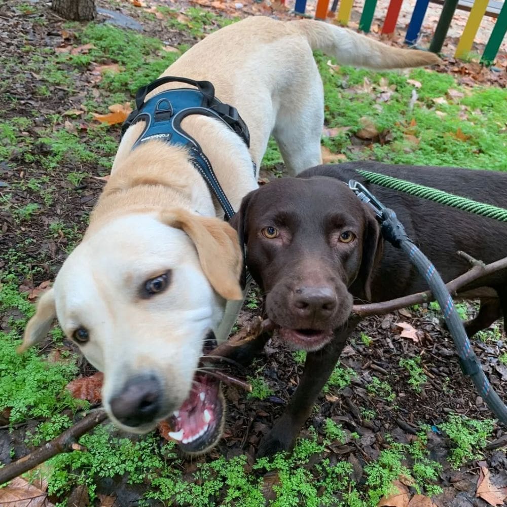 Guacanda -Residencias Caninas-Milla de Oro-Barrio Salamanca-imagen-3