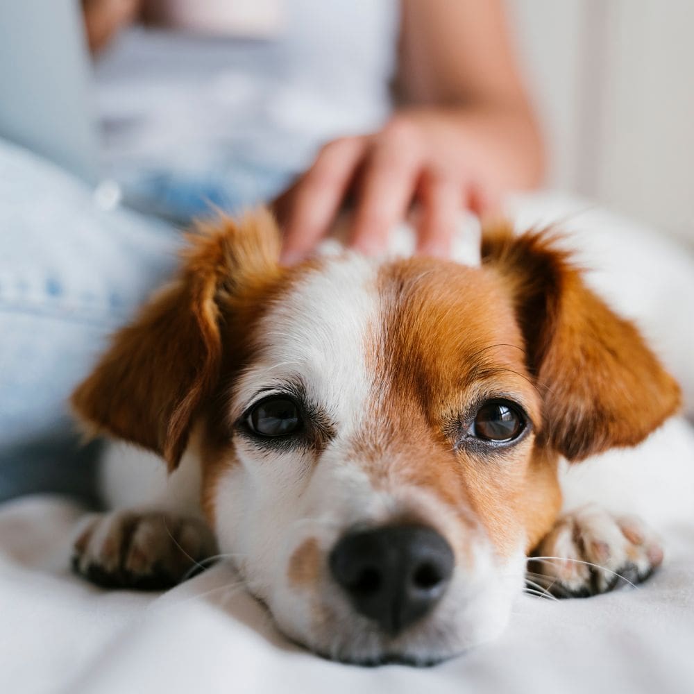 Guacanda -Residencias Caninas-Milla de Oro-Barrio Salamanca-imagen-4