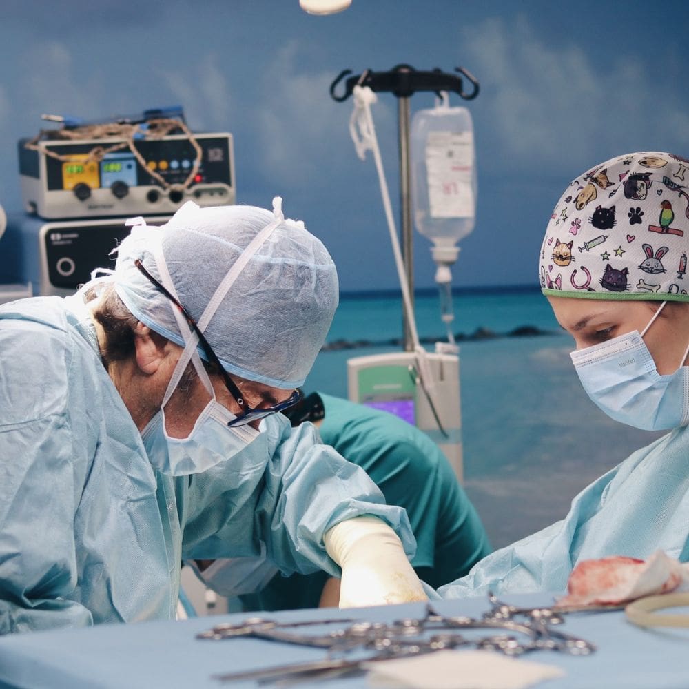 Hospital Veterinario Madrid Clinicas Veterinarias – Imagen 2