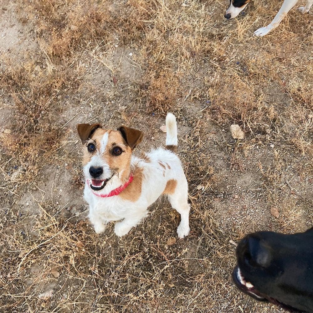 La Perroteca-Residencias Caninas-Milla de Oro-Barrio Salamanca-imagen-2