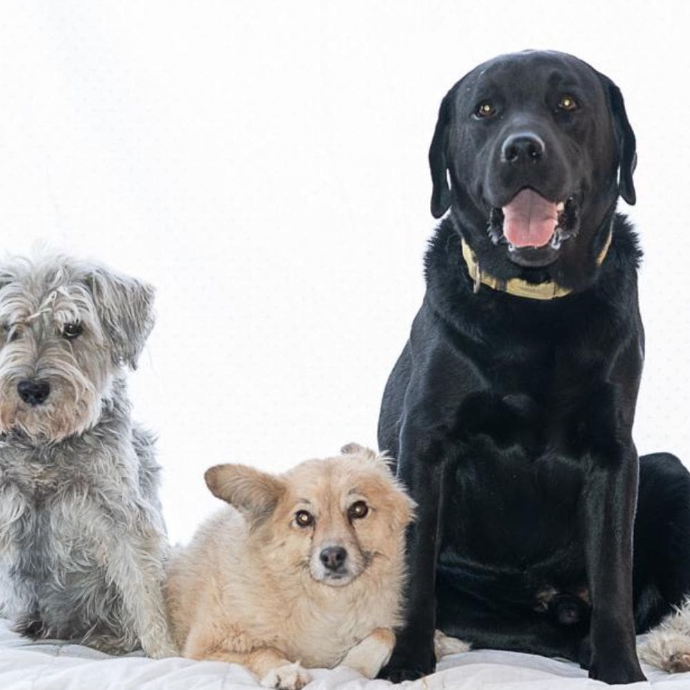 La Perroteca-Residencias Caninas-Milla de Oro-Barrio Salamanca-imagen-4