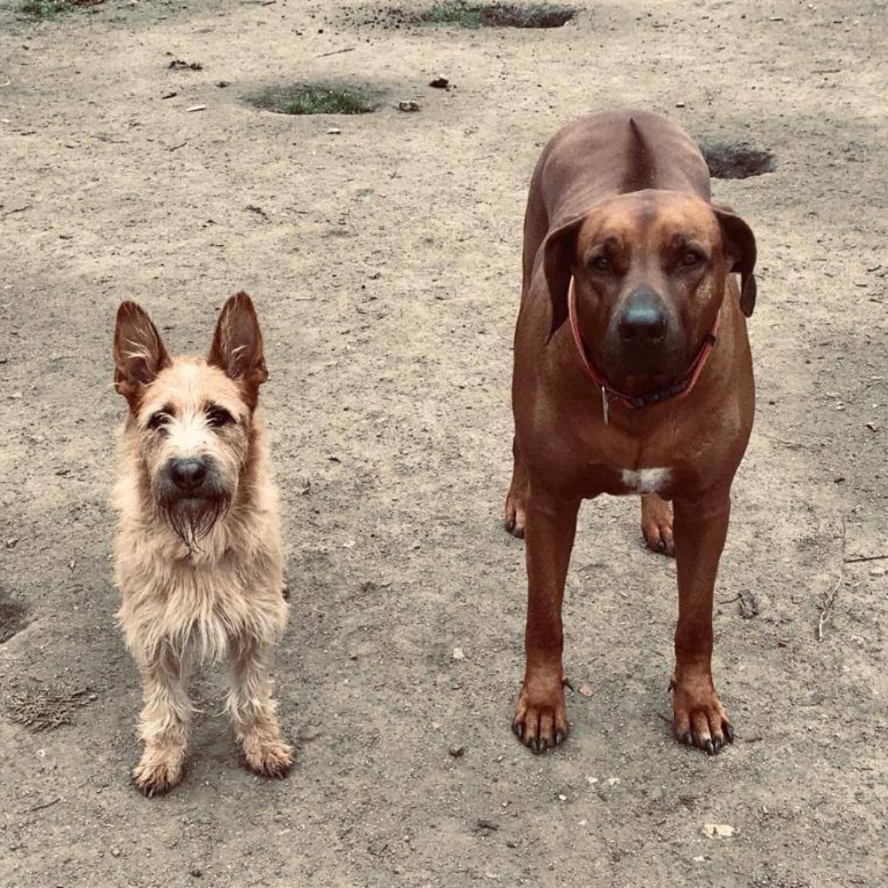 La Perroteca-Residencias Caninas-Milla de Oro-Barrio Salamanca-imagen-5