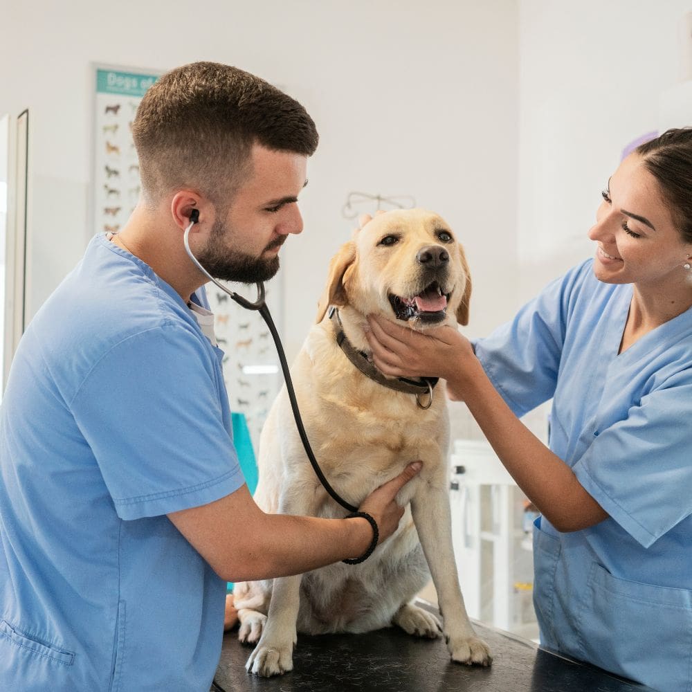 Medivet Los Sauces – Clinicas Veterinarias – Imagen 2