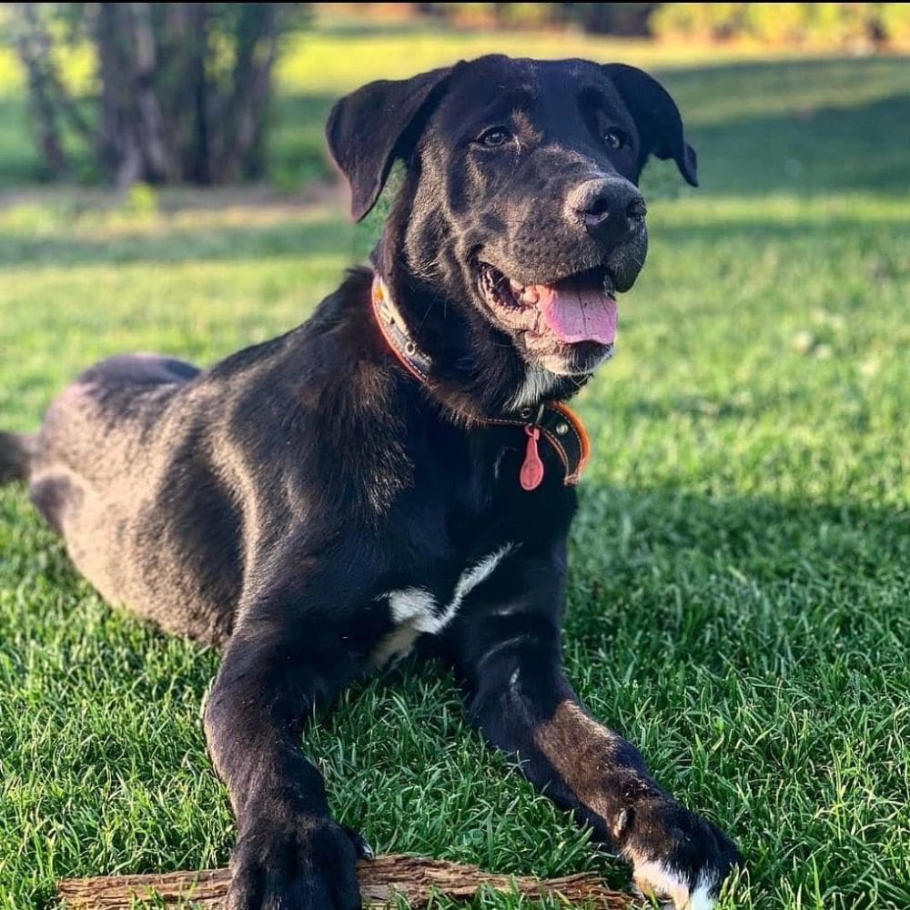 Residencia Canina Malilupus-Residencias Caninas-Milla de Oro-Barrio Salamanca-imagen-3