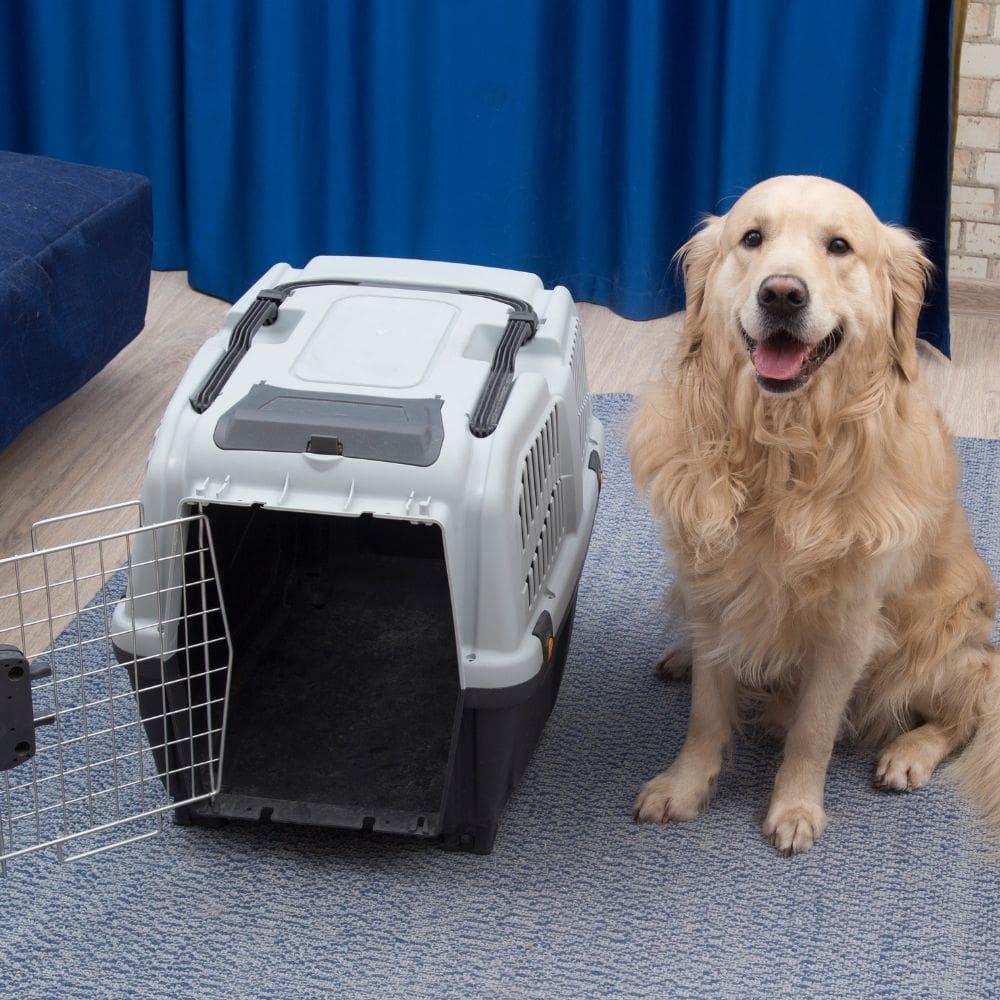 Residencia Canina Malilupus-Residencias Caninas-Milla de Oro-Barrio Salamanca-imagen-5