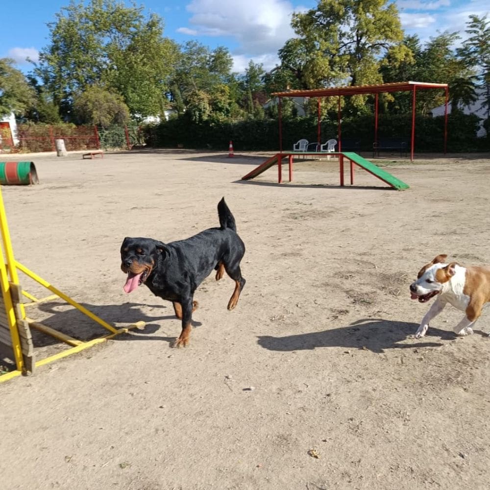 Villamascota Hotel-Residencias Caninas-Milla de Oro-Barrio Salamanca-imagen-1