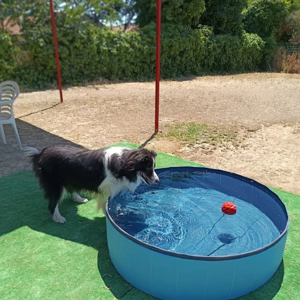 Villamascota Hotel-Residencias Caninas-Milla de Oro-Barrio Salamanca-imagen-3