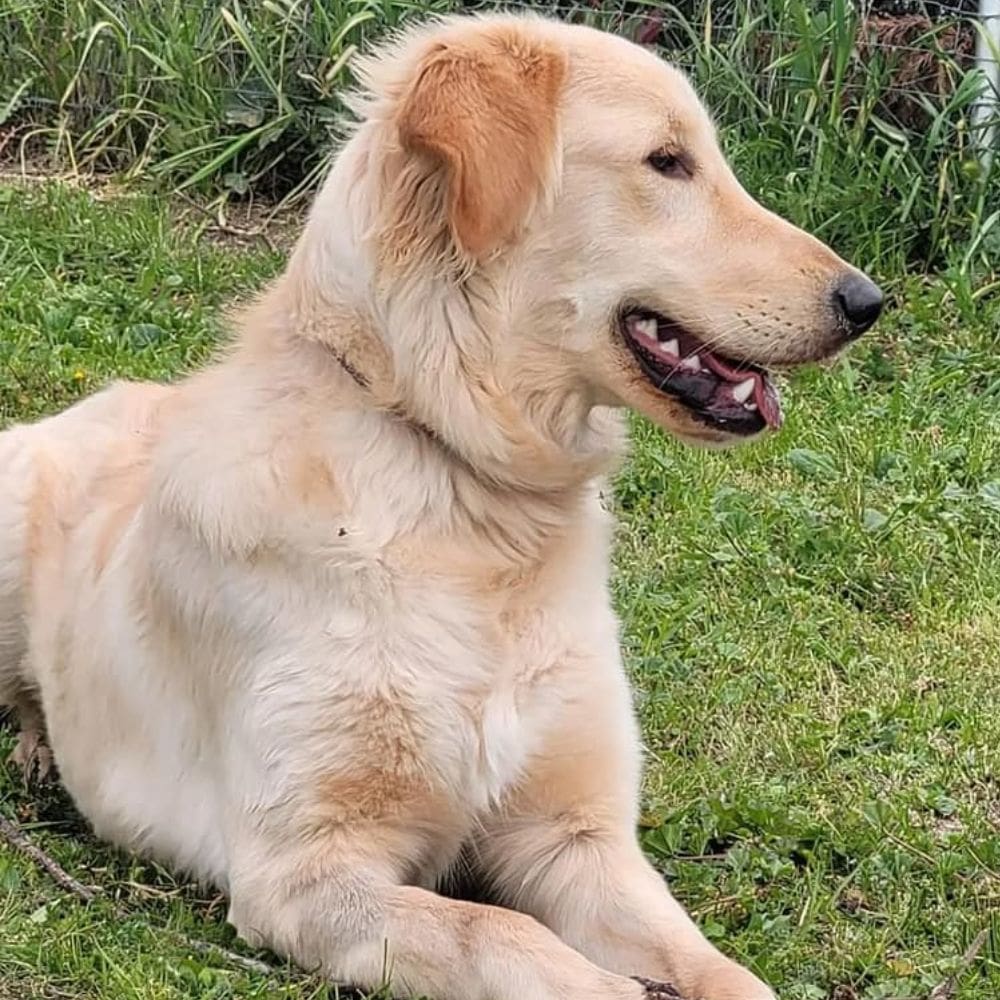 Villamascota Hotel-Residencias Caninas-Milla de Oro-Barrio Salamanca-imagen-4