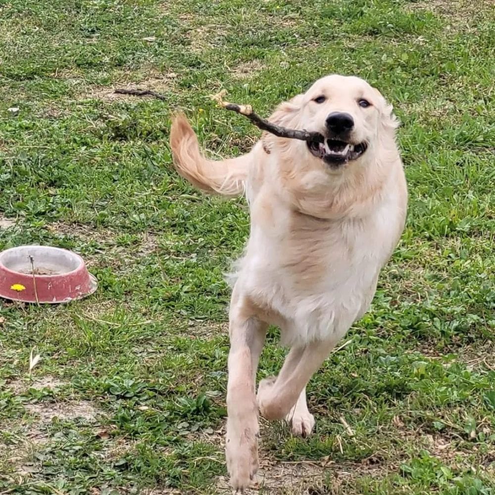 Villamascota Hotel-Residencias Caninas-Milla de Oro-Barrio Salamanca-imagen-5