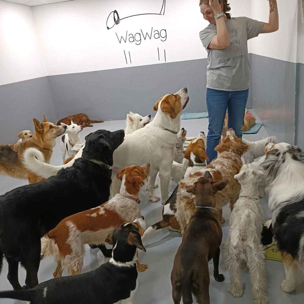 WagWag-Residencias Caninas-Milla de Oro-Barrio Salamanca-imagen-1
