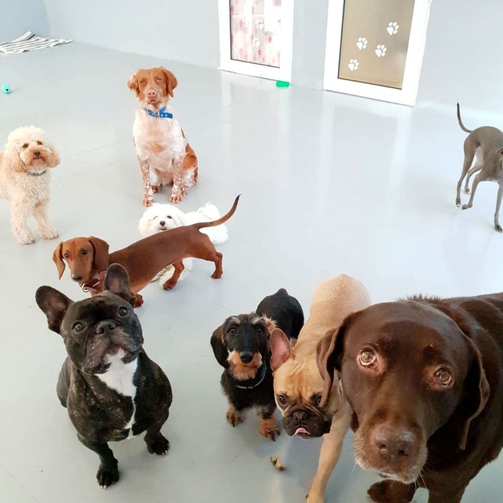 WagWag-Residencias Caninas-Milla de Oro-Barrio Salamanca-imagen-2