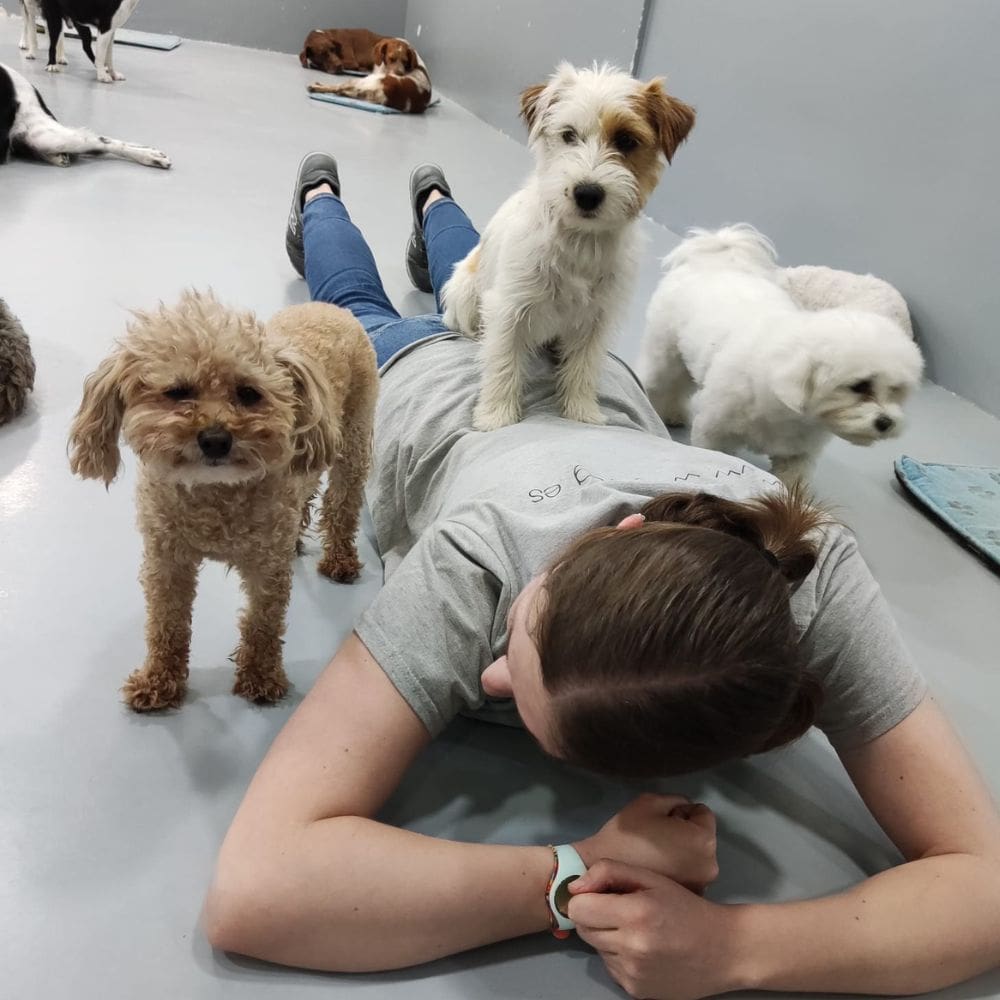 WagWag-Residencias Caninas-Milla de Oro-Barrio Salamanca-imagen-3