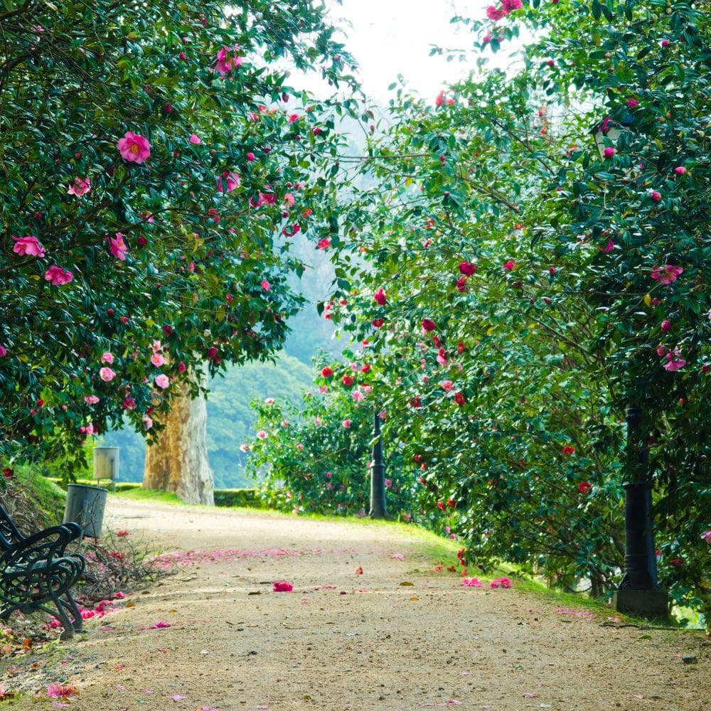 Ayulebel – madrid-Jardineria-Milla de Oro-Barrio Salamanca-imagen-2
