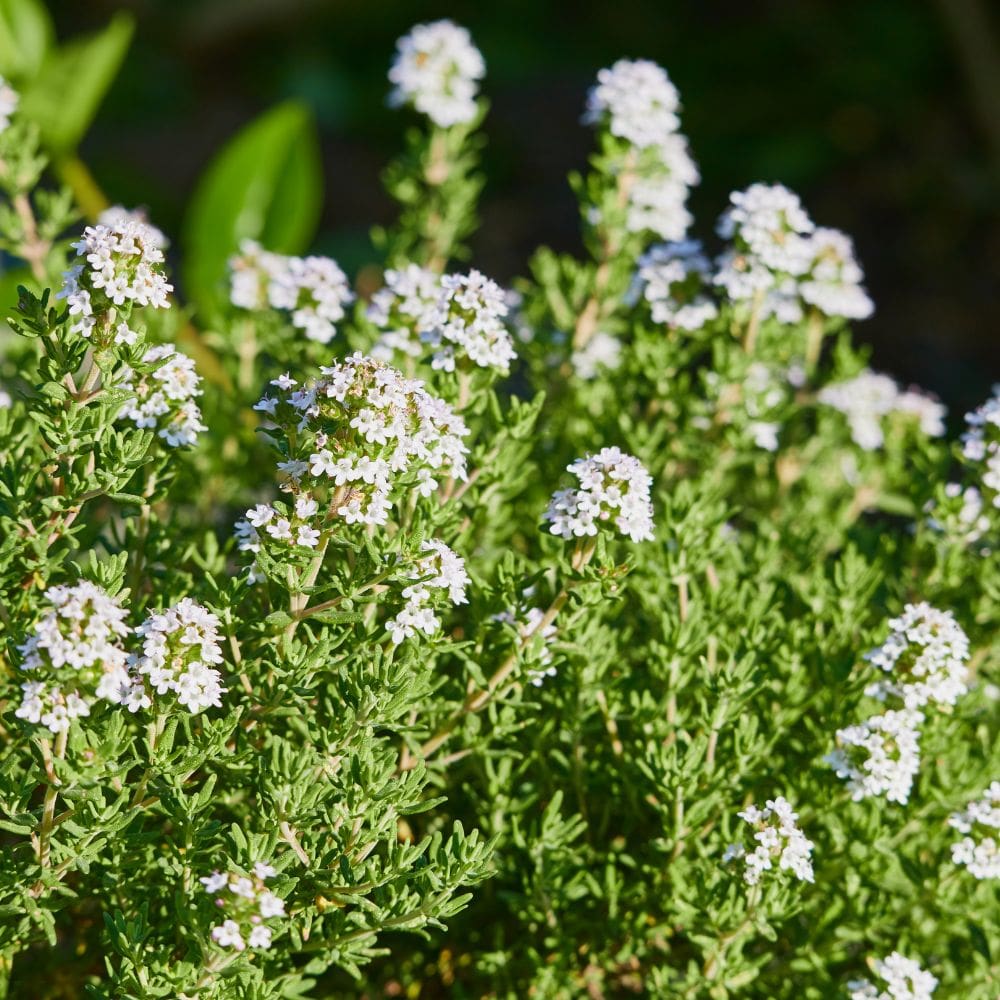 Ayulebel – madrid-Jardineria-Milla de Oro-Barrio Salamanca-imagen-3